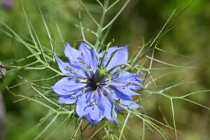 Azijn met bloemen dressing