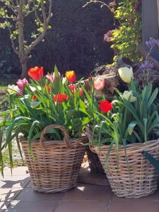 Bollenmand met tulpen