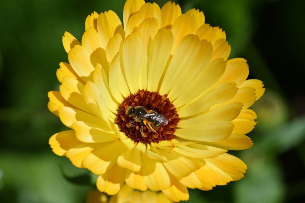 Arnica is een veelzijdig kruid