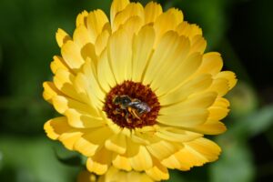 Arnica is een veelzijdig kruid
